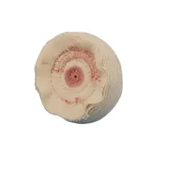 Dixcel Cotton Flannel Polishing Buff 30 Ply 3"