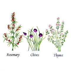Large Standing Herbs: Rosemary, Chives, Thyme Wall Stencil | 2230R by Designer Stencils | Word & Phrase Stencils | Reusable Art Craft Stencils for Painting on Walls, Canvas, Wood | Reusable Stencil for Home Makeover | Easy to Use & Clean
