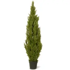 60" Arborvitae w/ Green Pot