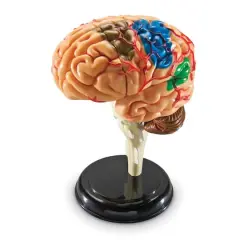 Learning Resources&reg; Brain Anatomy Model