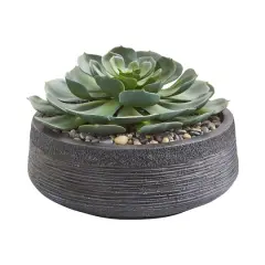 10" Giant Echeveria Succulent in Decorative Bowl
