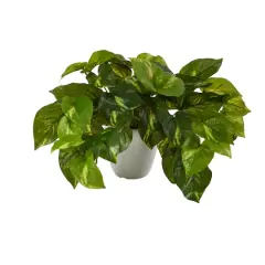 9" Variegated Pothos Plant in Decorative White Planter