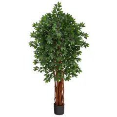 5.5ft. Potted Lychee Tree