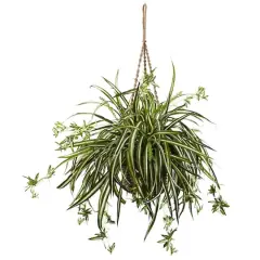 20" Spider Plant Hanging Basket