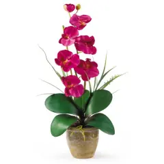 21" Moth Orchid Flower Arrangement in Ceramic Pot Beauty