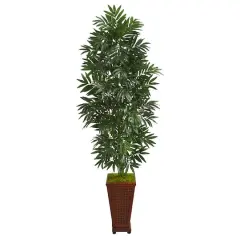 5.5ft. Bamboo Palm Plant in Decorative Planter