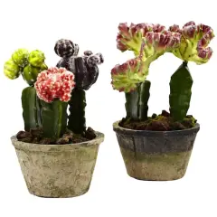 Colorful Cactus Gardens Set