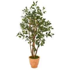 4.5ft. Ficus Tree in Terracotta Planter