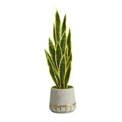 3ft. Snake Plant in Stoneware Planter with Gold Trim