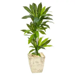 3ft. Dracaena Plant in Country White Planter