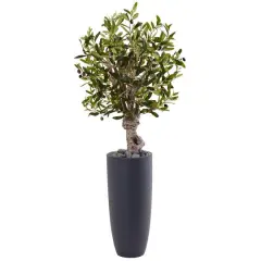 3.5ft. Olive Tree in Gray Cylinder Planter