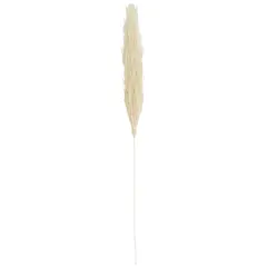Cream Pampas Grass Stem