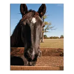 Horse Head 16" x 20" Canvas Wall Art