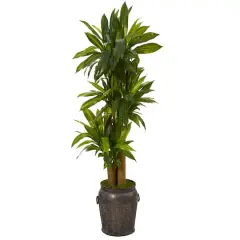 5ft. Corn Stalk Dracaena Plant in Metal Planter