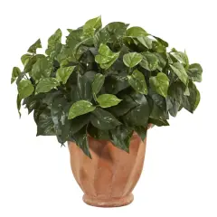 17" Pothos Plant in Terracotta Planter