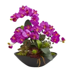 21" Moth Orchid & Mixed Succulent Garden Arrangement in Black Vase Purple
