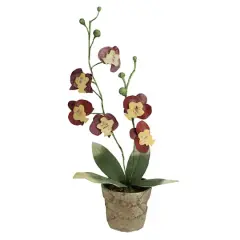 14" Crimson & Banana Yellow Potted Orchids