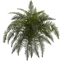 Green River Fern Plant, 2ct.
