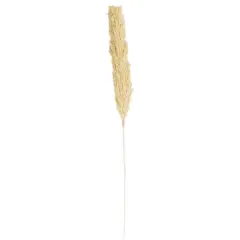 Brown Dried Wheat Grass Stem
