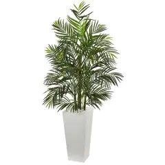5ft. Areca Palm Tree in White Planter