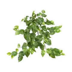 24&rdquo; Pothos Hanging Bush, 3ct.