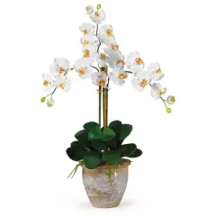 Triple Phalaenopsis Orchid Flower Arrangement In Ceramic Vase Cream