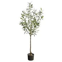 5ft. Potted Olive Tree
