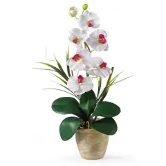 21" Moth Orchid Flower Arrangement in Ceramic Pot White
