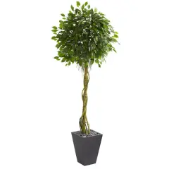6ft. Ficus Tree in Slate Tower Planter