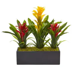 15" Bromeliad Plants in Rectangular Planter