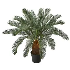 3ft. Potted Cycas Tree