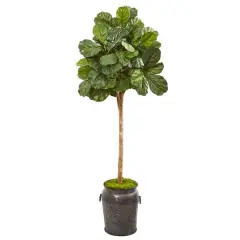 6ft. Fiddle Leaf Fig Tree in Metal Planter