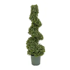 3.5ft. Boxwood Spiral Topiary