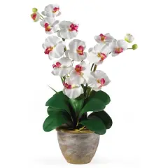 2ft. Double Moth Orchid Silk Flower Arrangement White