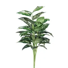 3ft. Green & White Diffenbachia Plant