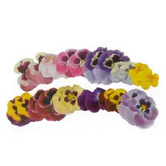 Pansy Die Cut Stickers by Recollections&trade;