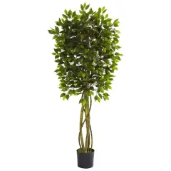 5.5ft. Potted UV Resistant Ficus Tree