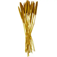 Dried Plant Bunny Tail Natural Foliage with Long Stems Yellow