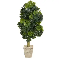 5ft. Umbrella Tree in Country White Planter