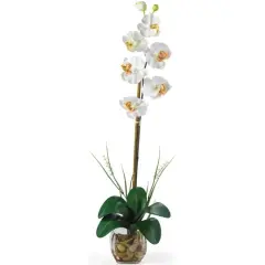 2.3ft. Cream Orchid Arrangement with Vase