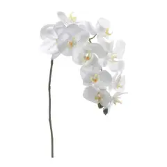 Cream Phalaenopsis Orchid Spray