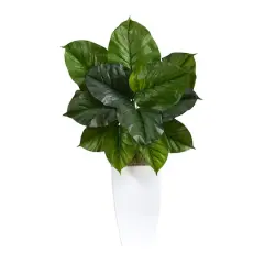 3ft. Large Philodendron Leaf Plant in White Metal Planter