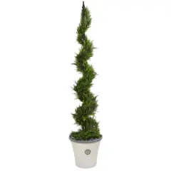 5.5ft. Cypress Spiral Tree in Decorative Planter