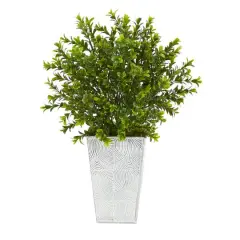 19in. Boxwood Plant in Embossed White Planter