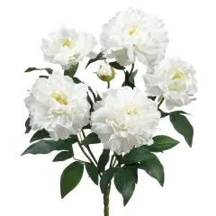 White Peony Bush 