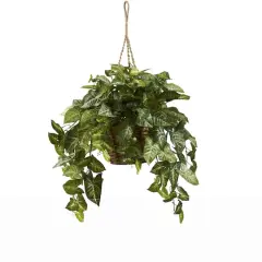 2ft. Arrowhead Plant Hanging Basket