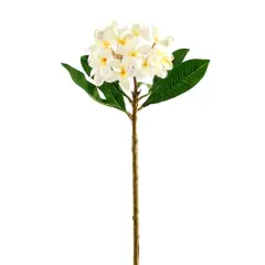 White Frangipani Stem by Ashland&reg;