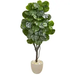5.5ft. Fiddle Leaf Fig Tree in Sandstone Planter
