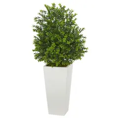 2.75ft. Sweet Grass Plant in White Tower Planter