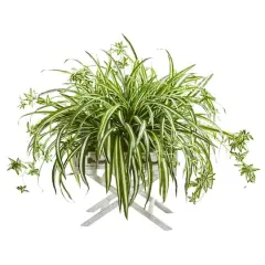 3ft. Spider Plant in Drawer Stand Planter